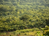 Forest Uganda